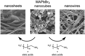 Graphical abstract: Binary ligand-mediated morphological evolution of methylammonium lead bromide nanocrystals