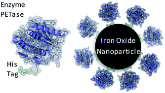 Graphical abstract: Immobilization of PETase enzymes on magnetic iron oxide nanoparticles for the decomposition of microplastic PET