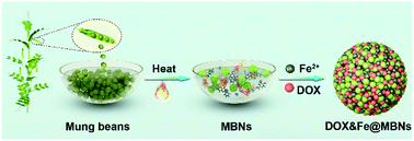 Graphical abstract: Biologically-derived nanoparticles for chemo-ferroptosis combination therapy