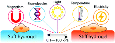 Graphical abstract: Modulation of hydrogel stiffness by external stimuli: soft materials for mechanotransduction studies