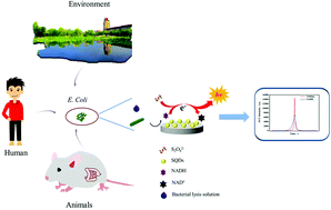 Graphical abstract: An ultrasensitive electrochemiluminescence biosensor for the detection of total bacterial count in environmental and biological samples based on a novel sulfur quantum dot luminophore