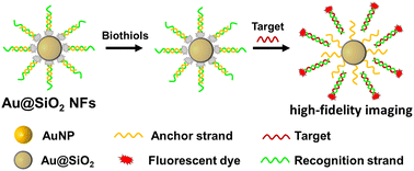 Graphical abstract: Ultra-thin silica shell-guarded nanoflares for high-fidelity live cell miRNA-21 imaging by fully avoiding the interference of biothiols