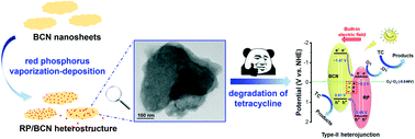 Graphical abstract: A novel nano-sized red phosphorus decorated borocarbonitride heterojunction with enhanced photocatalytic performance for tetracycline degradation