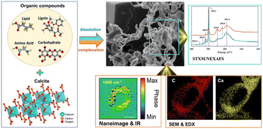 Graphical abstract: Chemical composition, coordination, and stability of Ca–organic associations in the presence of dissolving calcite