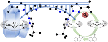 Graphical abstract: The bridge towards a more stable and active side-on-peroxido (Cu2II(µ-η2:η2-O2)) complex as a tyrosinase model system