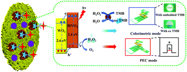 Graphical abstract: In situ growth of WO3/BiVO4 nanoflowers onto cellulose fibers to construct photoelectrochemical/colorimetric lab-on-paper devices for the ultrasensitive detection of AFP