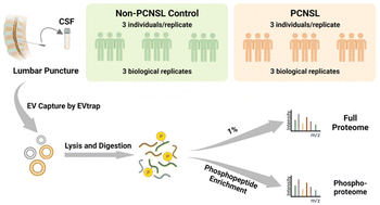 Graphical abstract: Phosphoproteome analysis of cerebrospinal fluid extracellular vesicles in primary central nervous system lymphoma