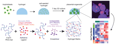 Graphical abstract: Controlling placental spheroid growth and phenotype using engineered synthetic hydrogel matrices