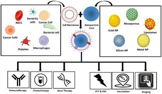 Graphical abstract: Cell membrane-coated biomimetic nanomedicines: productive cancer theranostic tools