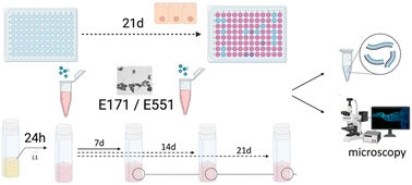 Graphical abstract: Complementary in vitro and in vivo strategies to assess the biological effects of the nano enabled food additives E171 and E551