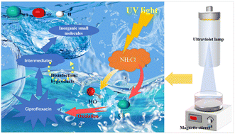 Graphical abstract: The degradation of ciprofloxacin in the UV/NH2Cl process: kinetics, mechanism, pathways and DBP formation