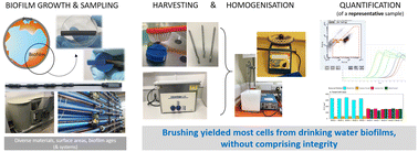 Graphical abstract: Emerging investigator series: optimisation of drinking water biofilm cell detachment and sample homogenisation methods for rapid quantification via flow cytometry