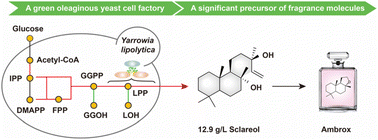 Graphical abstract: Constructing a green oleaginous yeast cell factory for sustainable production of the plant-derived diterpenoid sclareol