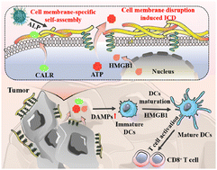 Graphical abstract: Cell membrane-specific self-assembly of peptide nanomedicine induces tumor immunogenic death to enhance cancer therapy