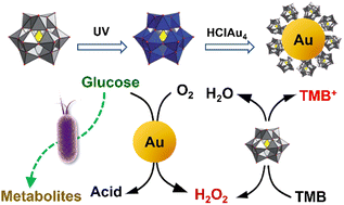 Graphical abstract: Nanozyme-catalyzed cascade reaction enables a highly sensitive detection of live bacteria