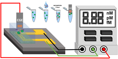 Graphical abstract: Magnetic carbon gate electrodes for the development of electrolyte-gated organic field effect transistor bio-sensing platforms