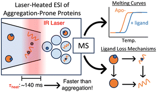 Graphical abstract: Overcoming aggregation with laser heated nanoelectrospray mass spectrometry: thermal stability and pathways for loss of bicarbonate from carbonic anhydrase II