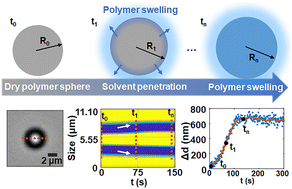 Graphical abstract: Optical tracking of the heterogeneous solvent diffusion dynamics and swelling kinetics of single polymer microspheres