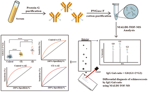 Graphical abstract: Serum IgG galactosylation as a potential biomarker for the diagnosis of echinococcosis