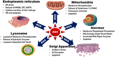 Graphical abstract: Targeting sub-cellular organelles for boosting precision photodynamic therapy