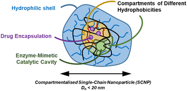 Graphical abstract: Compartmentalised single-chain nanoparticles and their function