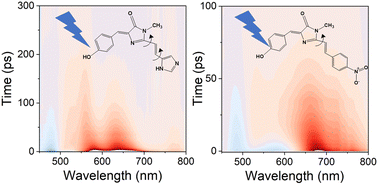 Graphical abstract: Substituent effects on the photophysics of the kaede chromophore