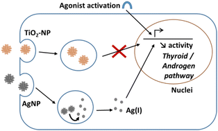 Graphical abstract: The endocrine disruptor effect of metal nanoparticles mainly depends on their capacity to release metal ions