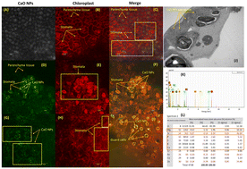 Graphical abstract: Unravelling mechanisms of CaO nanoparticle-induced drought tolerance in Brassica napus: an analysis of metabolite and nutrient profiling