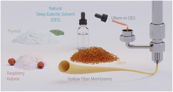 Graphical abstract: Thymol: nature's solvent for sustainable hollow fiber fabrication