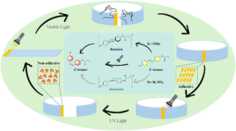 Graphical abstract: Research on advanced photoresponsive azobenzene hydrogels with push–pull electronic effects: a breakthrough in photoswitchable adhesive technologies