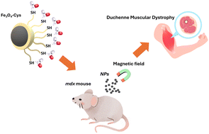 Graphical abstract: Superparamagnetic nanoparticles as potential drug delivery systems for the treatment of Duchenne muscular dystrophy