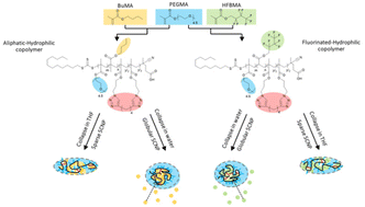 Graphical abstract: Tuning nanoparticles’ internal structure: fluorinated single-chain nanoparticles (SCNPs) generated by chain collapse of random copolymers