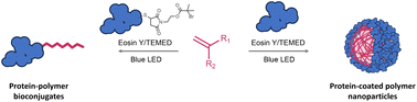 Graphical abstract: Oxygen-tolerant, eosin Y mediated synthesis of protein–polymer biohybrids and protein-coated polymer nanoparticles