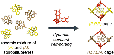 Graphical abstract: Synthesis and chiral self-sorting of spirobifluorene-containing boronate ester cages