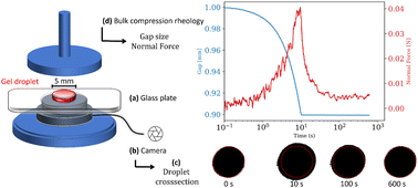 Graphical abstract: Poroelasticity and permeability of fibrous polymer networks under compression