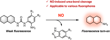 Graphical abstract: Development of a urea-bond cleavage reaction induced by nitric oxide for fluorescence imaging