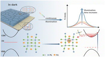 Graphical abstract: Photoinduced dynamic defect tolerance in hybrid organic–inorganic perovskites: phenomena and mechanism