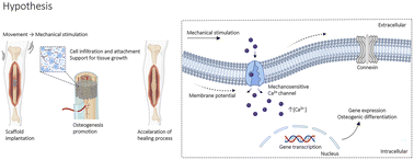 Graphical abstract: Electrically conductive and mechanoactive scaffolds synergistically enhance osteogenic cell responses under mechanical stimulation