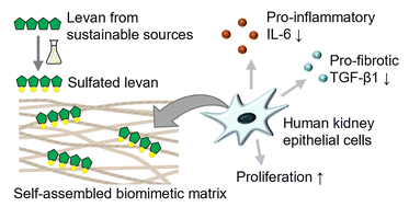 Graphical abstract: Self-assembled biomimetic microenvironments with sulfated levan promote kidney epithelial cell growth and reduce inflammatory cytokine release
