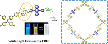 Graphical abstract: Cavity-size-directed supramolecular assembly of AIEgen networks for aqueous white-light emission
