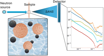 Graphical abstract: Perturbation of nanoplastics on biomembranes: molecular insights from neutron scattering