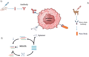 Graphical abstract: Novel approaches for detection and targeted therapy of prostate cancer using antibodies, aptamers, and nanobodies