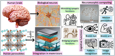 Graphical abstract: Decoding halide perovskites for neuromorphic and memristive devices