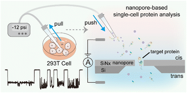 Graphical abstract: Exploring a solid-state nanopore approach for single-molecule protein detection from single cells