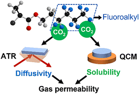 Graphical abstract: CO2 transport behavior in poly(fluoroalkyl acrylate) and poly(fluoroalkyl methacrylate): a comparative study of fluoropolymer structure–property relationships