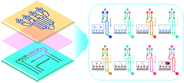 Graphical abstract: Integrated microfluidic immunoassay for the rapid determination of clenbuterol