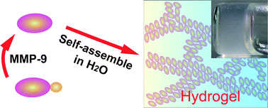 Graphical abstract: Using matrix metalloprotease-9 (MMP-9) to trigger supramolecular hydrogelation