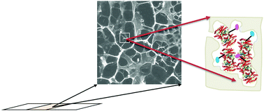 Graphical abstract: Fluorescence characterization of immobilization induced enzyme aggregation
