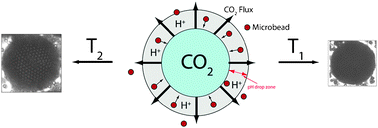 Graphical abstract: Temperature mediated generation of armoured bubbles