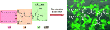 Graphical abstract: Solid-phase synthesis of arginine-based double-tailed cationic lipopeptides: potent nucleic acid carriers